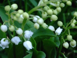 clochettes de muguet